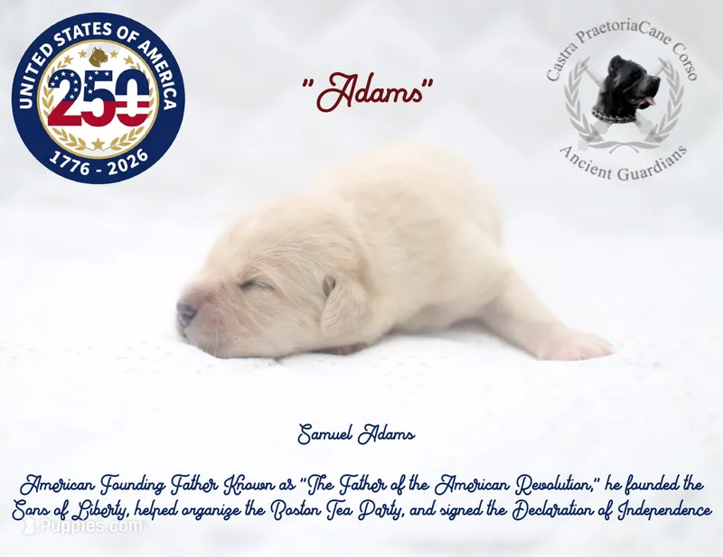 "Adams" – Cane Corso puppy for sale in Glasgow, KY