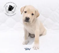 "Mary", a female Cane Corso for sale in Glasgow, KY – 3 of 4