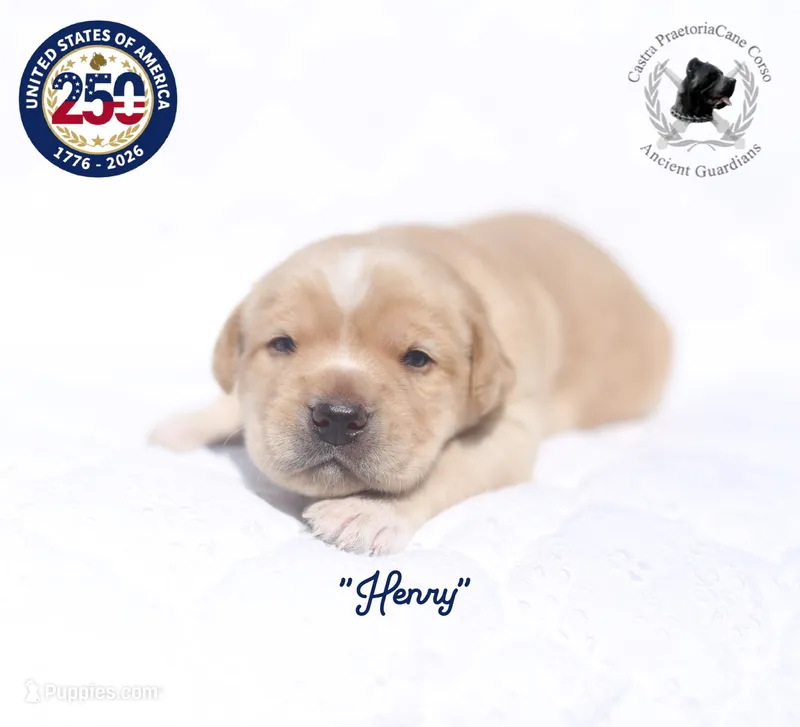 "Henry" – Cane Corso puppy for sale in Glasgow, KY