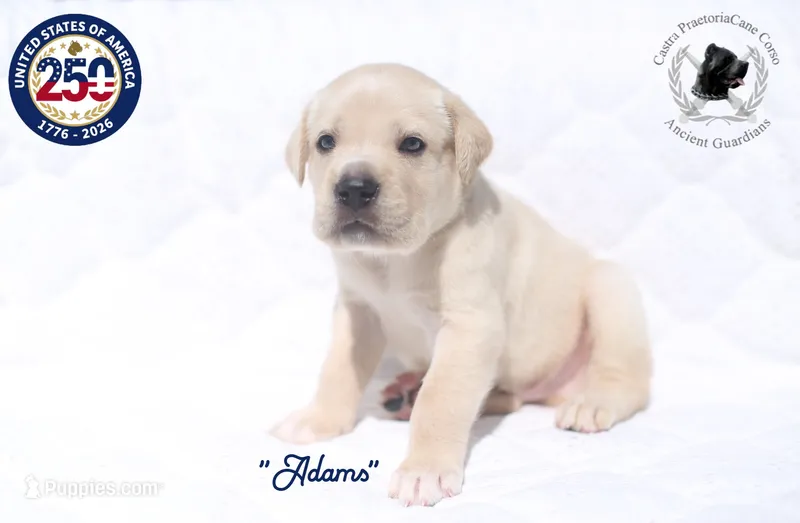 "Adams" – Cane Corso puppy for sale in Glasgow, KY