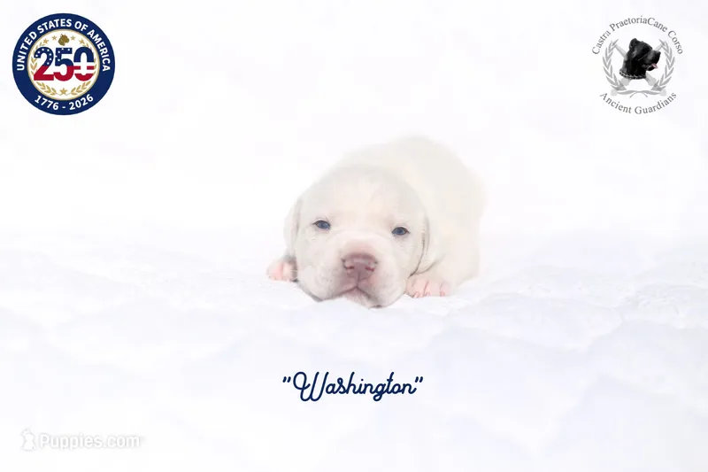 "Washington" – Cane Corso puppy on hold in Glasgow, KY