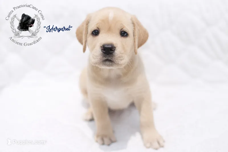 "Margaret" – Cane Corso puppy for sale in Glasgow, KY