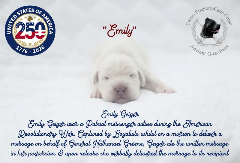 "Emily" – Cane Corso puppy for sale in Glasgow, KY