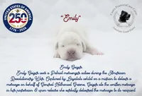 "Emily", a female Cane Corso for sale in Glasgow, KY – 1 of 3