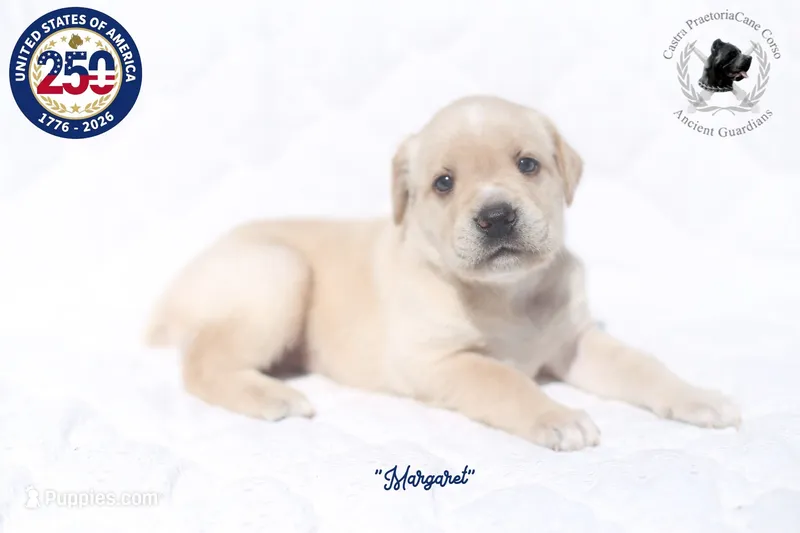 "Margaret" – Cane Corso puppy for sale in Glasgow, KY