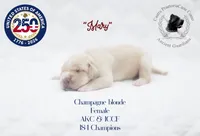 "Mary", a female Cane Corso for sale in Glasgow, KY – 2 of 3