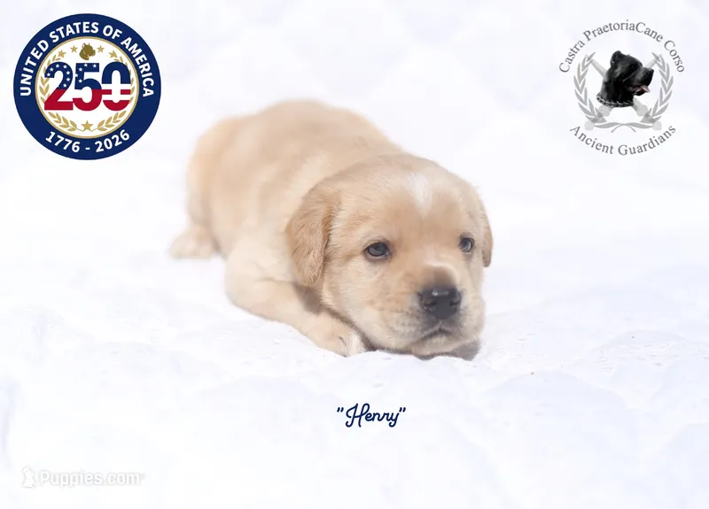 "Henry" – Cane Corso puppy for sale in Glasgow, KY