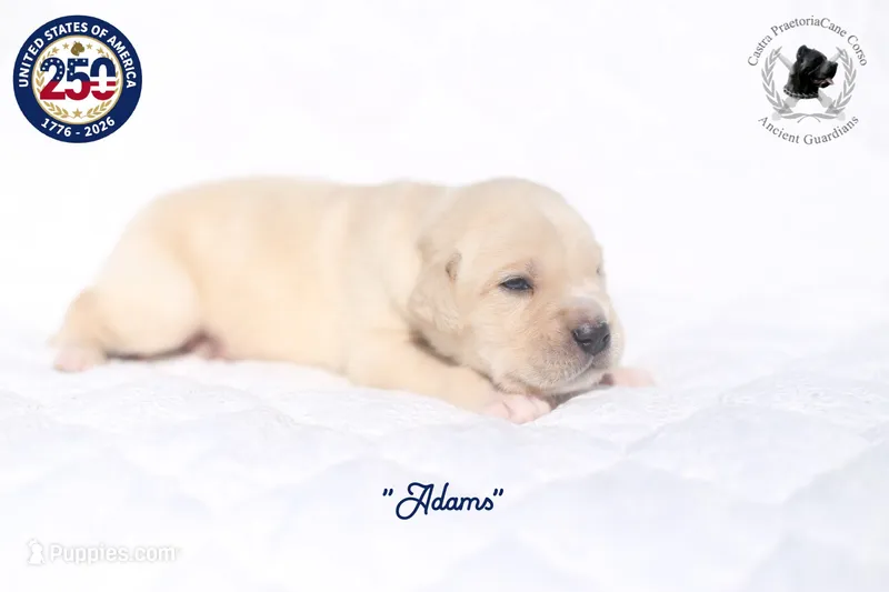 "Adams" – Cane Corso puppy for sale in Glasgow, KY
