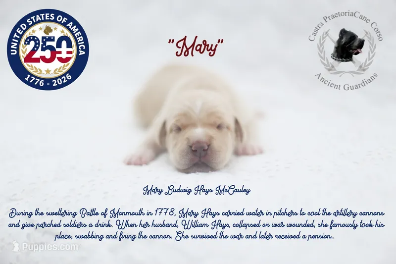 "Mary" – Cane Corso puppy for sale in Glasgow, KY