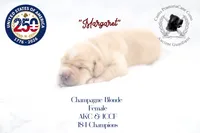 "Margaret", a female Cane Corso for sale in Glasgow, KY – 3 of 3