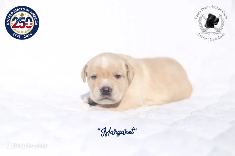 "Margaret" – Cane Corso puppy for sale in Glasgow, KY
