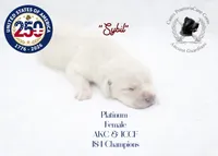 "Sybil", a female Cane Corso for sale in Glasgow, KY – 3 of 3