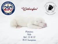 "Washington", a male Cane Corso for sale in Glasgow, KY – 2 of 3