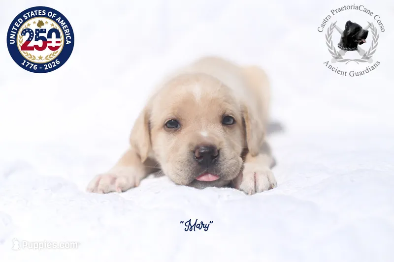 "Mary" – Cane Corso puppy for sale in Glasgow, KY