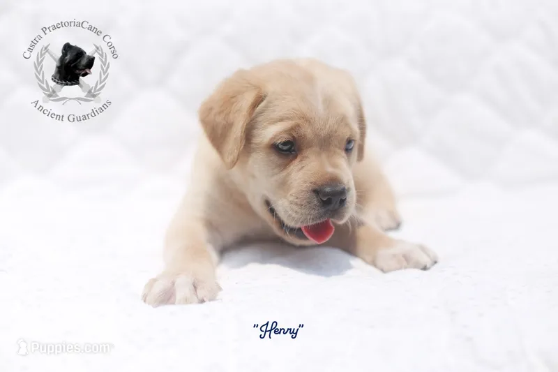 "Henry" – Cane Corso puppy for sale in Glasgow, KY