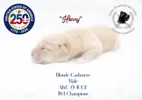 "Henry", a male Cane Corso for sale in Glasgow, KY – 3 of 3
