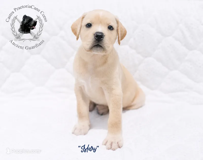 "Mary" – Cane Corso puppy for sale in Glasgow, KY