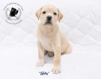 "Mary", a female Cane Corso for sale in Glasgow, KY – 1 of 4