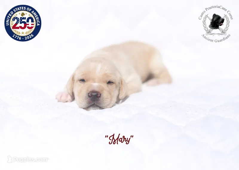"Mary" – Cane Corso puppy for sale in Glasgow, KY