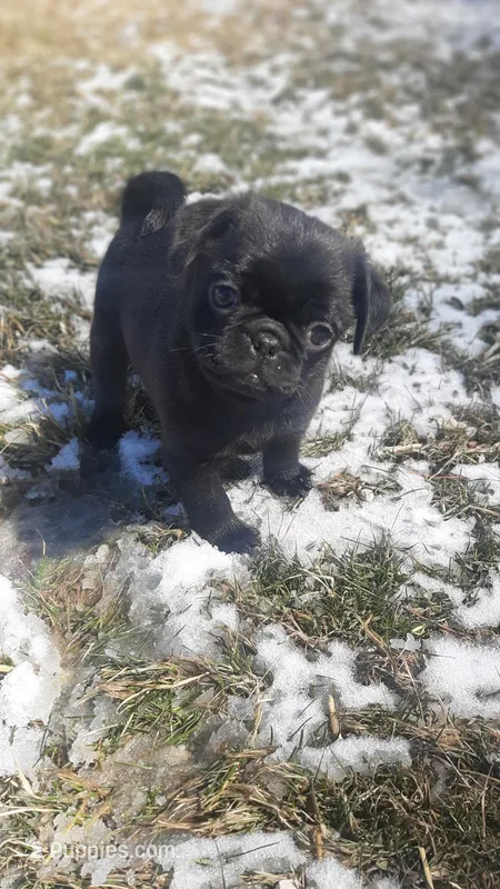 Buck – Pug puppy for sale in Charles City, IA