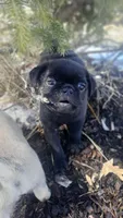 Buck, a male Pug for sale in Charles City, IA – Photo 5 of 6