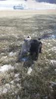 Buck, a male Pug for sale in Charles City, IA – Photo 4 of 6