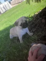 Windy, a male Pug for sale in Charles City, IA – 3 of 4