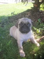 Stormy, a male Pug for sale in Charles City, IA – 3 of 3