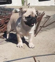 Windy, a male Pug for sale in Charles City, IA – 2 of 4