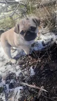 Buddy, a male Pug for sale in Charles City, IA – Photo 6 of 8