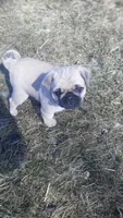 Buddy, a male Pug for sale in Charles City, IA – Photo 1 of 8