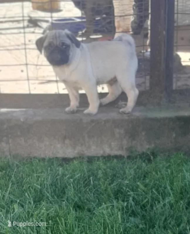 Stormy – Pug puppy for sale in Charles City, IA
