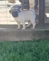 Stormy, a male Pug for sale in Charles City, IA – 1 of 3