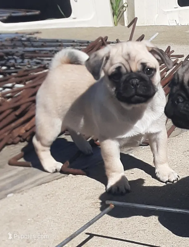 Windy – Pug puppy for sale in Charles City, IA