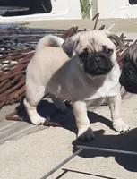 Windy, a male Pug for sale in Charles City, IA – 1 of 4