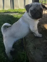 Stormy, a male Pug for sale in Charles City, IA – 2 of 3