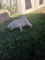 Windy, a male Pug for sale in Charles City, IA – 4 of 4