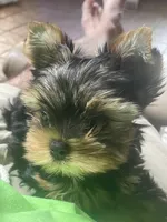 Rockswell , a male Yorkshire Terrier for sale in Lafayette, LA – Photo 2 of 3