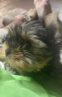 Rockswell , a male Yorkshire Terrier for sale in Lafayette, LA – Photo 3 of 3