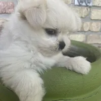 ExTra Tiny Yoshi, a male Maltese for sale in Lafayette, LA – Photo 4 of 6