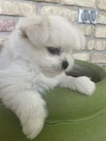ExTra Tiny Yoshi, a male Maltese for sale in Lafayette, LA – Photo 2 of 5