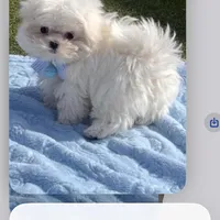ExTra Tiny Yoshi, a male Maltese for sale in Lafayette, LA – Photo 2 of 6