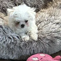 ExTra Tiny Yoshi, a male Maltese for sale in Lafayette, LA – Photo 5 of 6