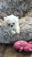 ExTra Tiny Yoshi, a male Maltese for sale in Lafayette, LA – Photo 3 of 5