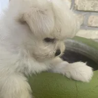 ExTra Tiny Yoshi, a male Maltese for sale in Lafayette, LA – Photo 3 of 6