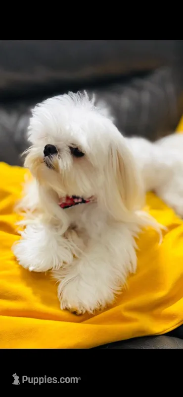 ExTra Tiny Yoshi – Maltese puppy for sale in Lafayette, LA