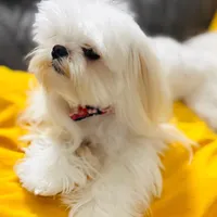 ExTra Tiny Yoshi, a male Maltese for sale in Lafayette, LA – Photo 1 of 6