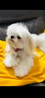 ExTra Tiny Yoshi, a male Maltese for sale in Lafayette, LA – Photo 4 of 5