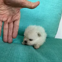 ExTra Tiny Yoshi, a male Maltese for sale in Lafayette, LA – Photo 6 of 6
