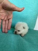ExTra Tiny Yoshi, a male Maltese for sale in Lafayette, LA – Photo 5 of 5